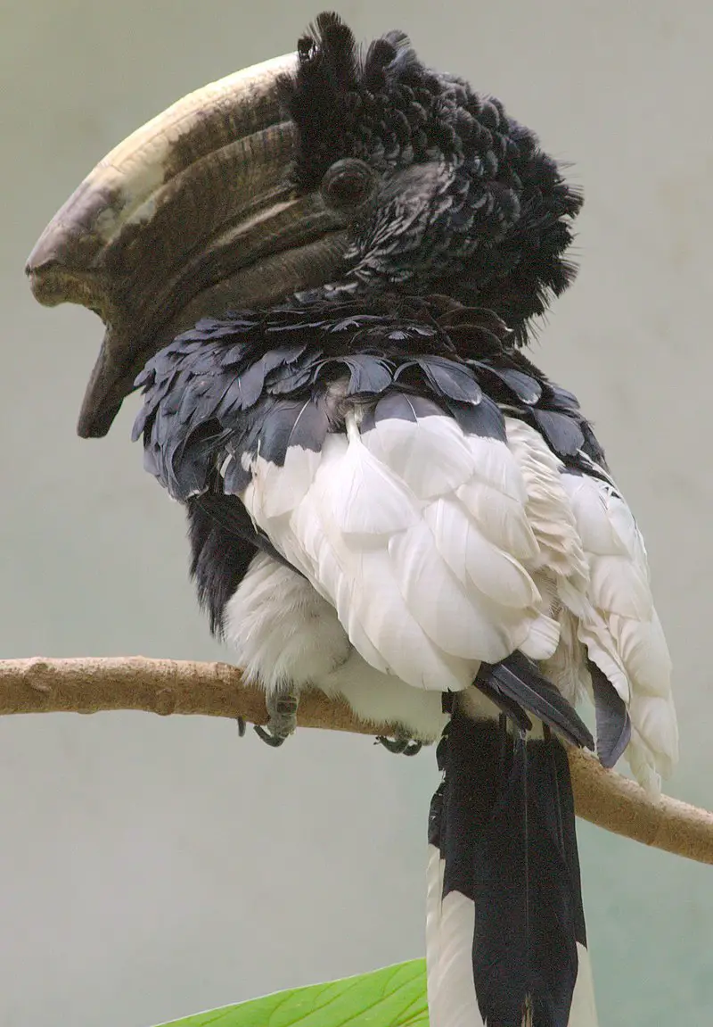 Black-and-white-casqued hornbill
