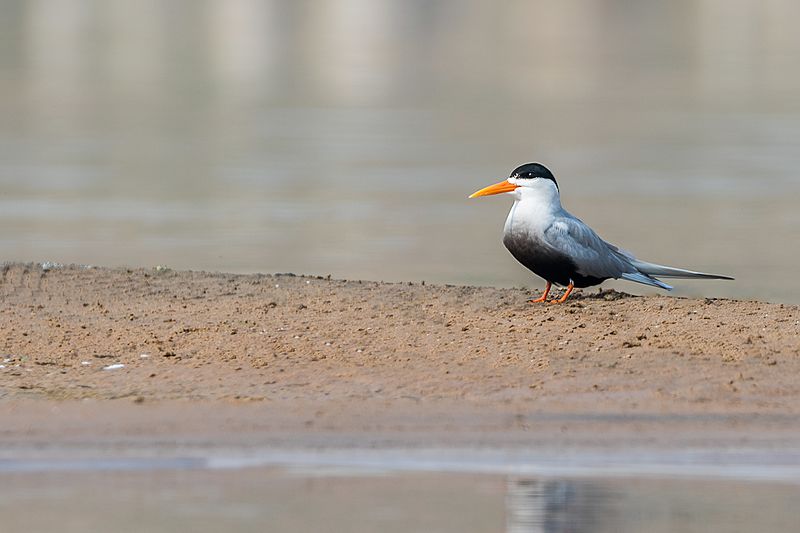 Black-bellied tern