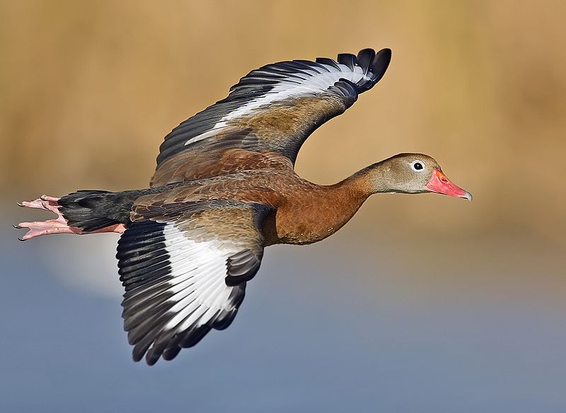 Black-bellied whistling duck