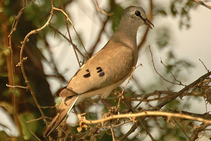 Black-billed wood dove