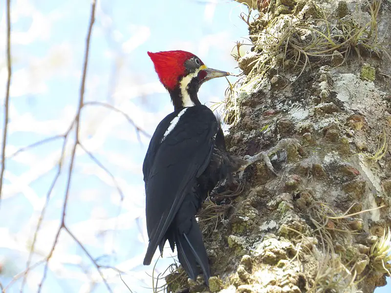 Black-bodied woodpecker