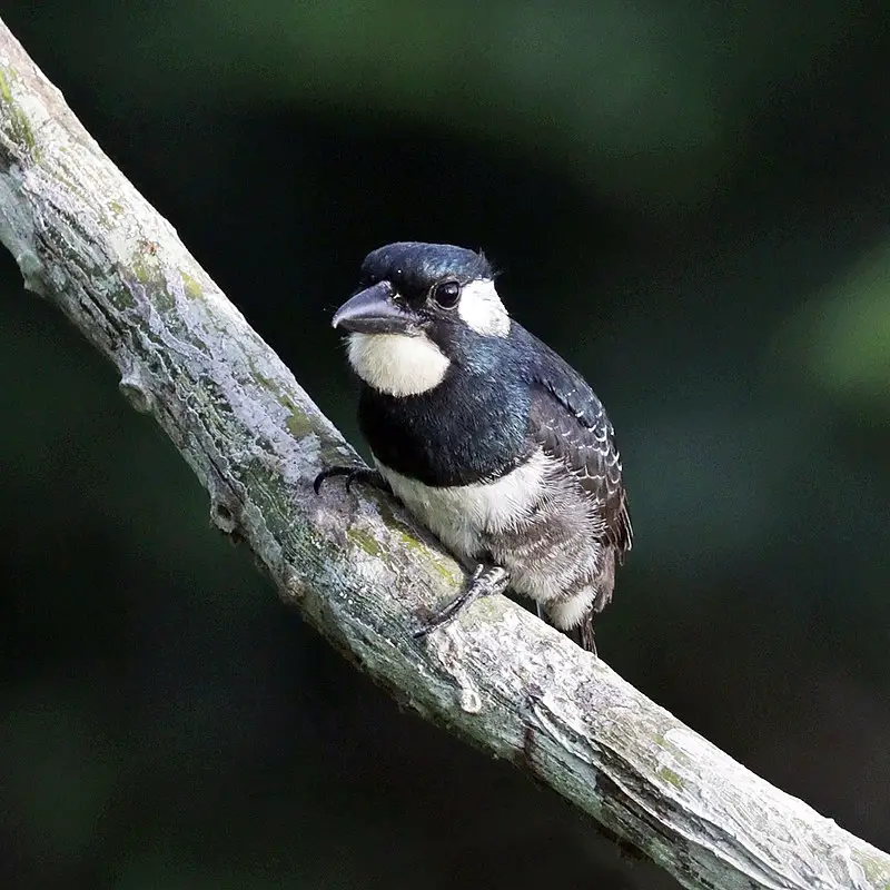Black-breasted puffbird