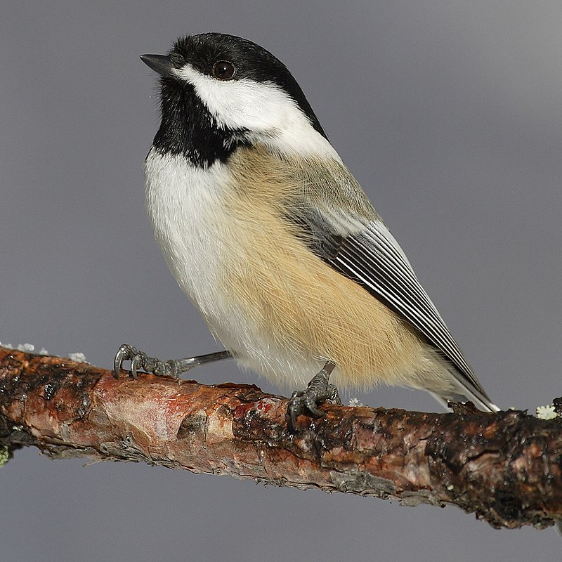 Black-capped chickadee