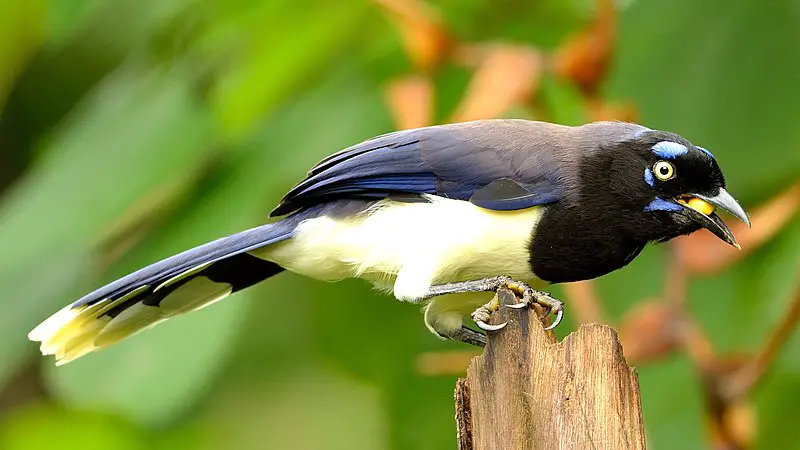Black-chested jay