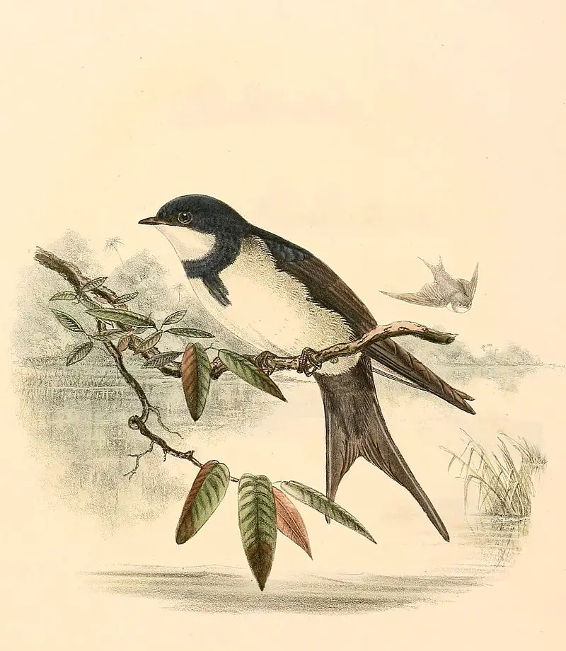 Black-collared swallow