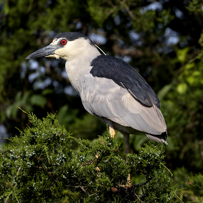 Black-crowned night heron