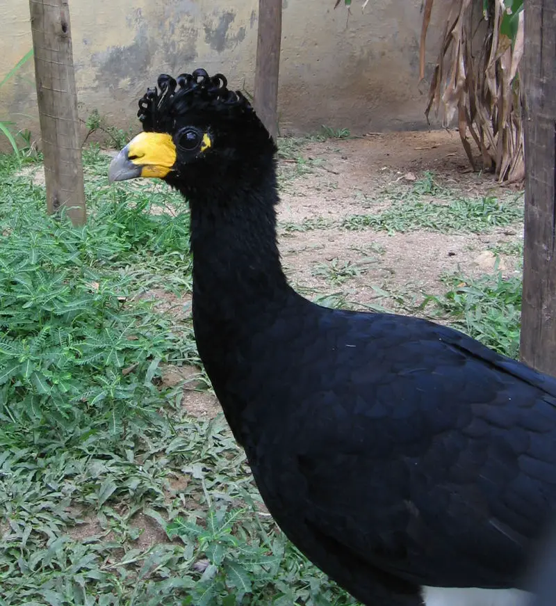 Black curassow