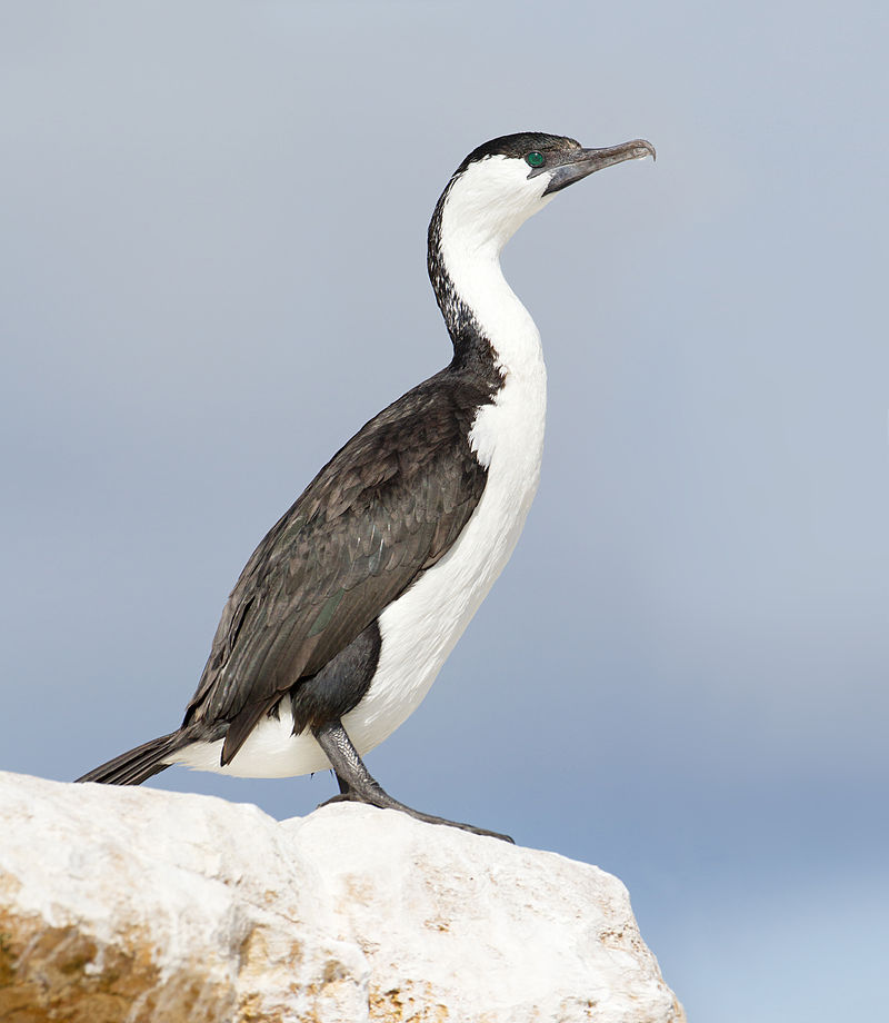 Black-faced cormorant
