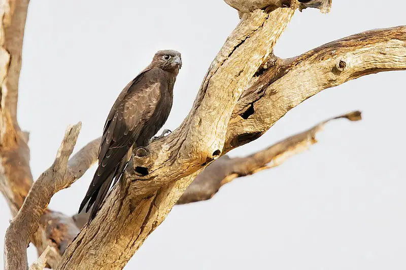 Black falcon