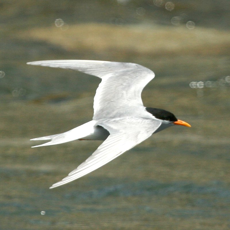 Black-fronted tern