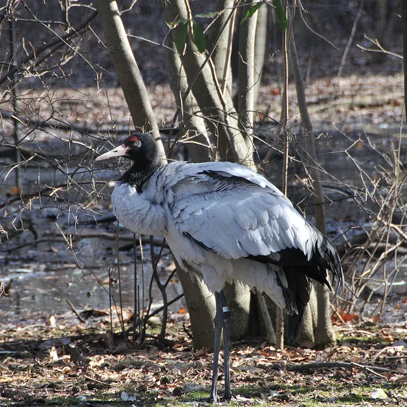 Black-necked crane