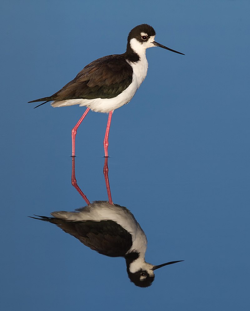 Black-necked stilt