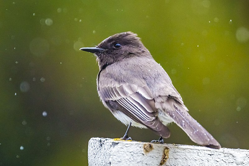 Black phoebe