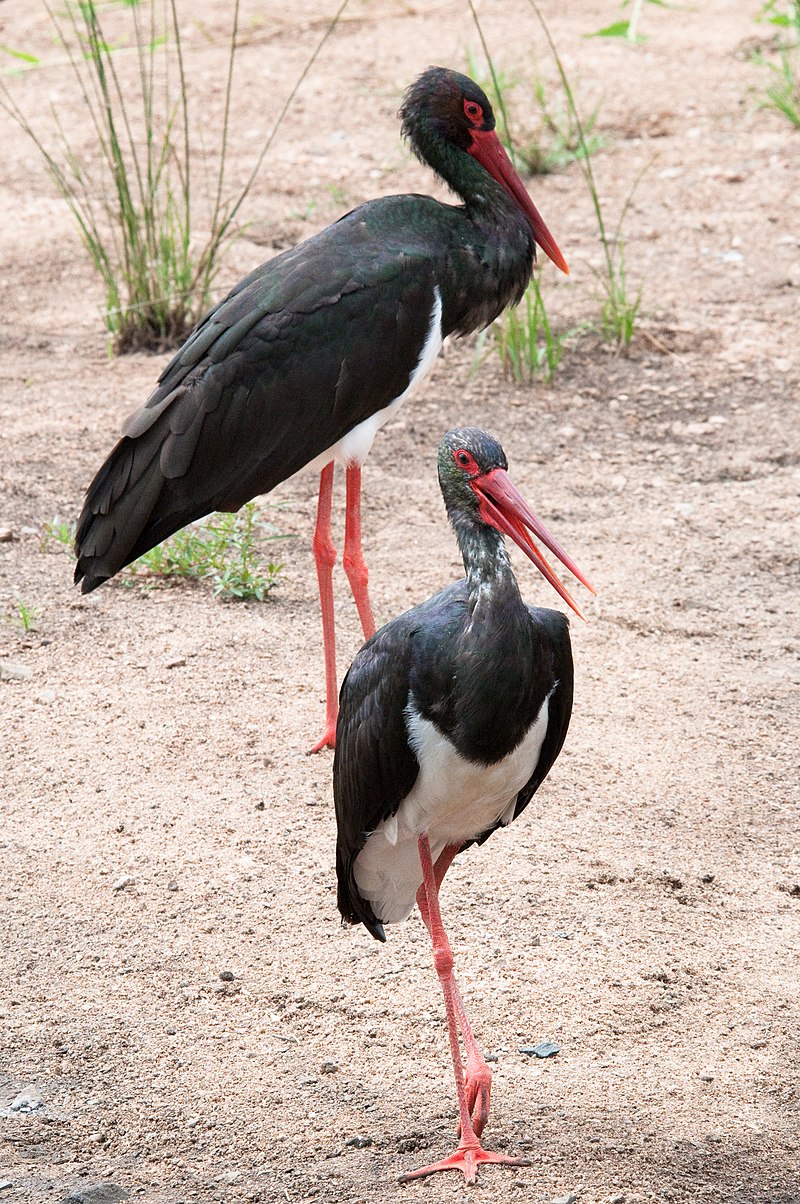 20 Stork Species - The Worlds Rarest Birds