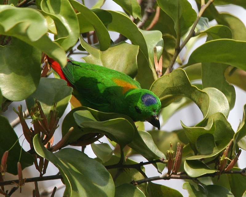 Blue-crowned hanging parrot