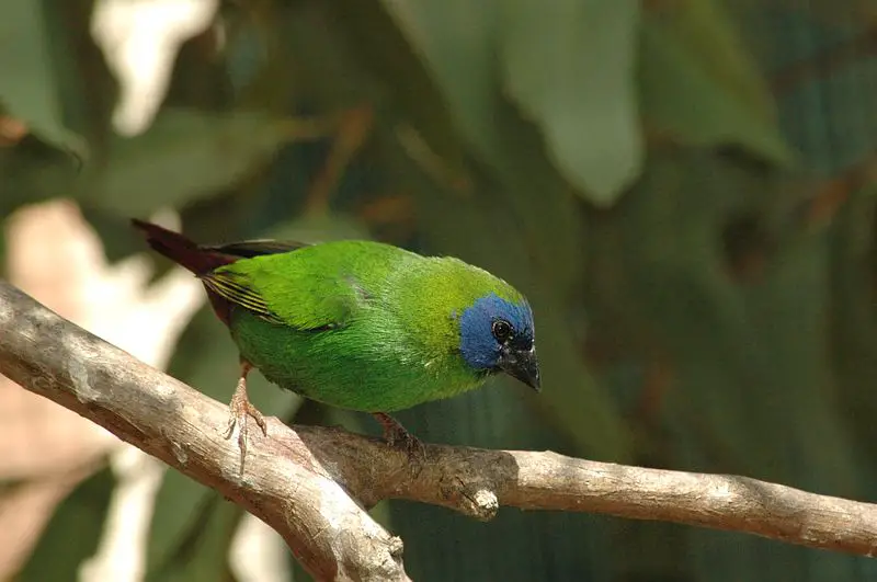 Blue-faced parrotfinch