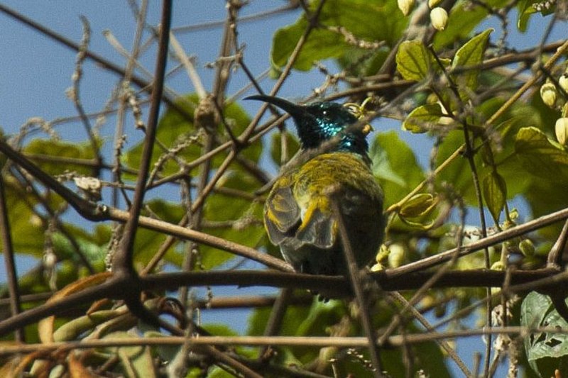 Blue-headed sunbird