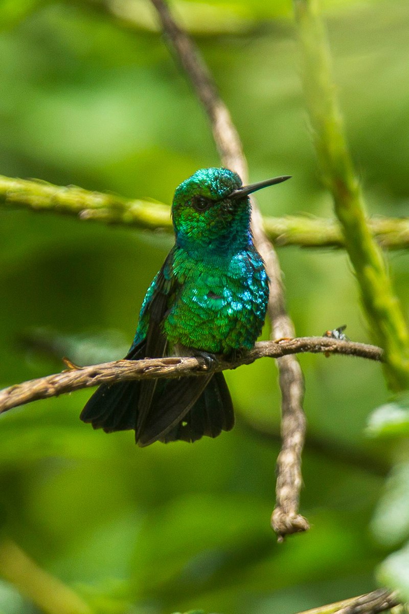 Blue-tailed emerald