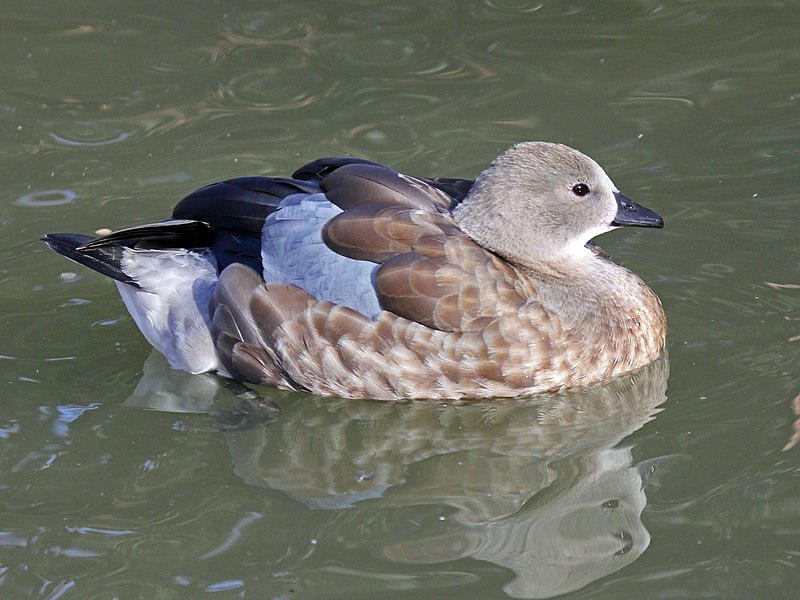 Blue-winged goose