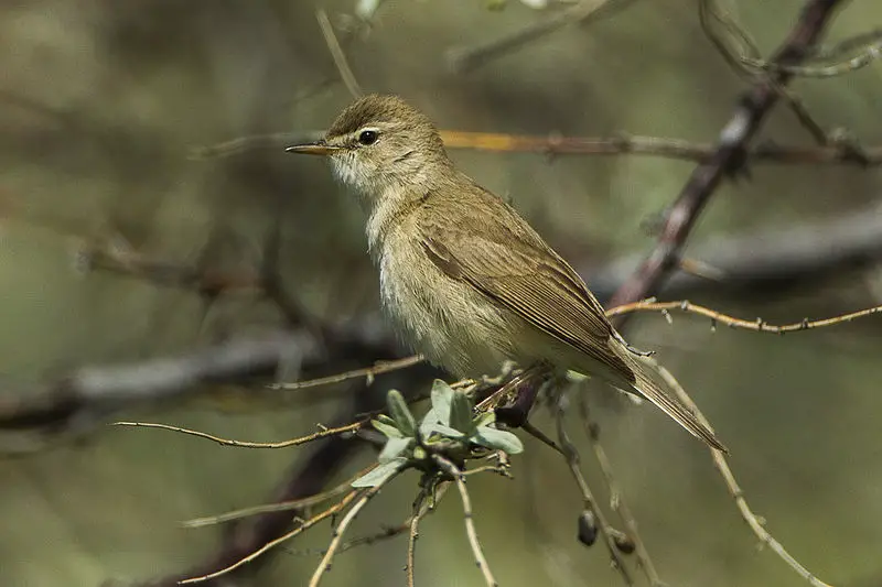 Booted warbler