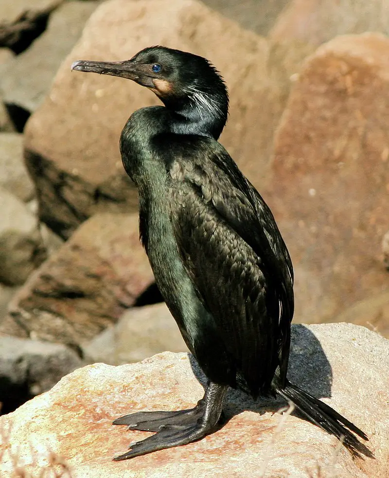 Brandt s cormorant