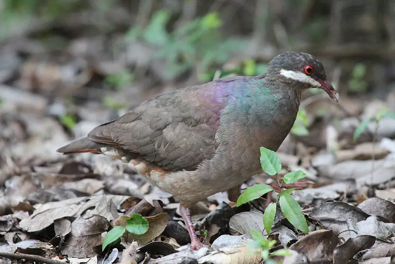 Bridled quail-dove