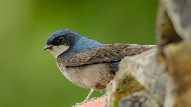 Brown-bellied swallow