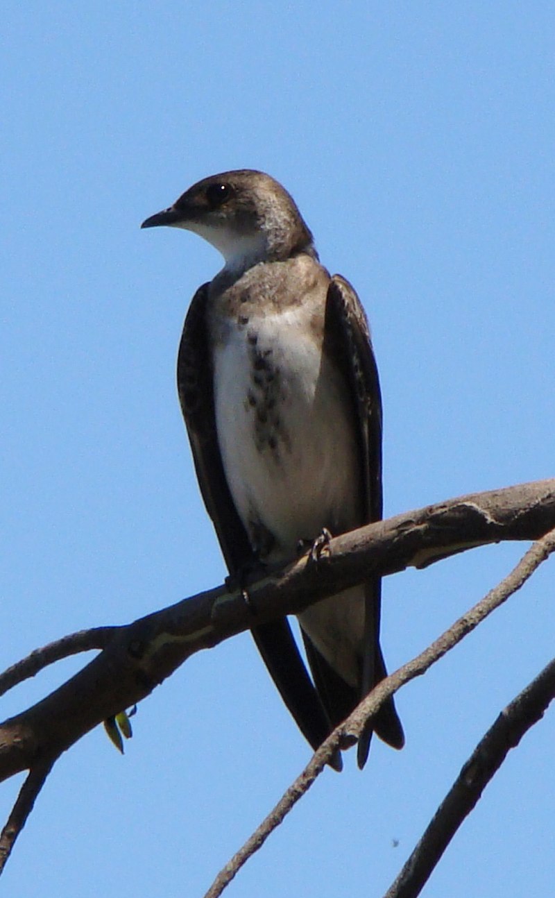 Brown-chested martin