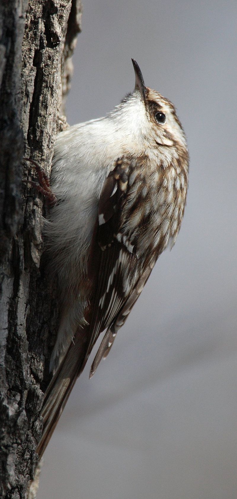 Brown creeper