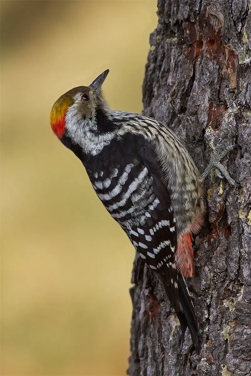 Brown-fronted woodpecker