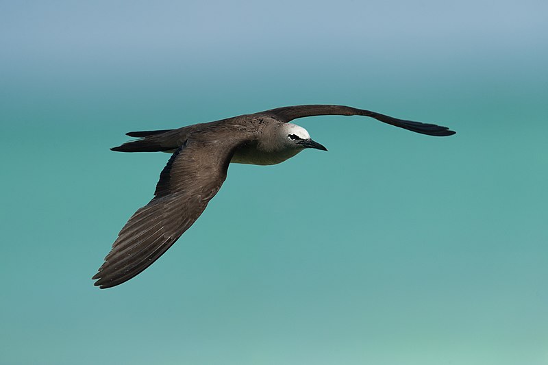 Brown noddy