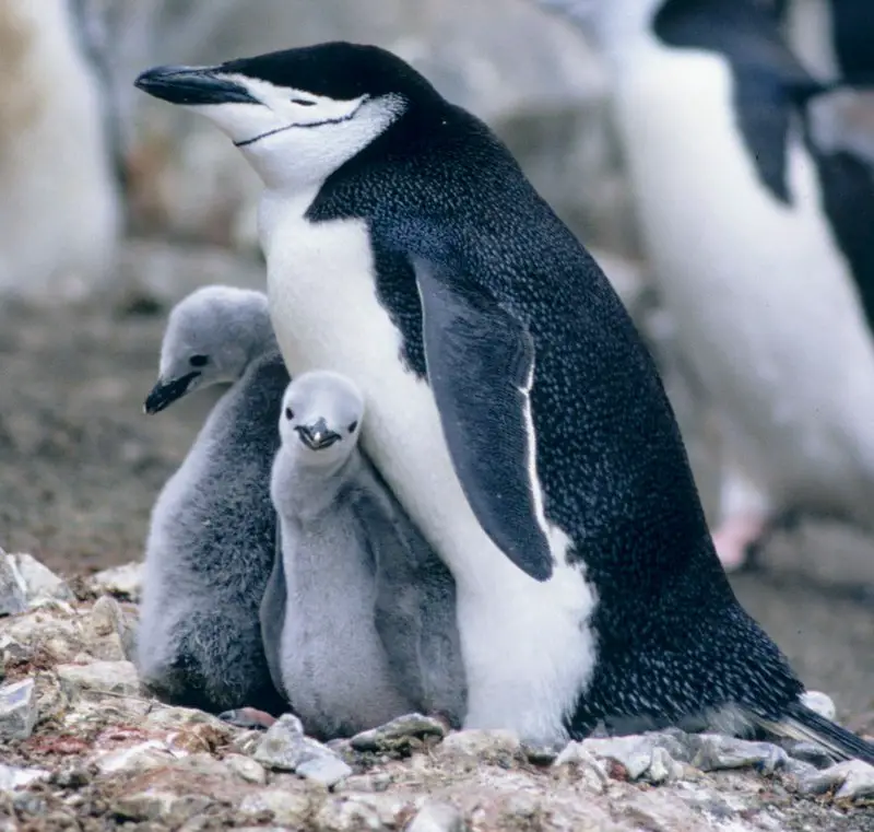 Brush-tailed penguins