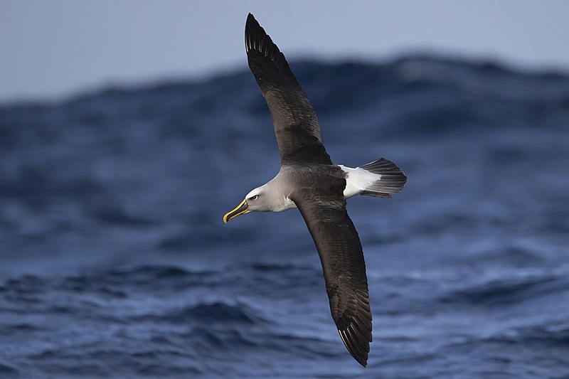 Buller s albatross