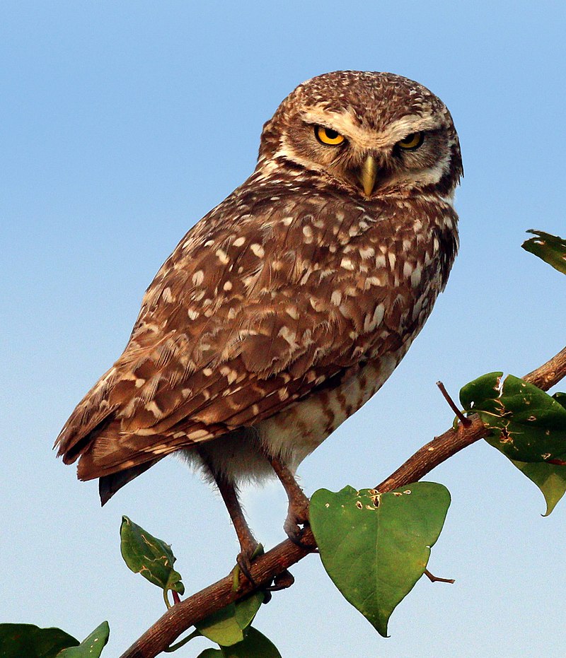 Burrowing owl