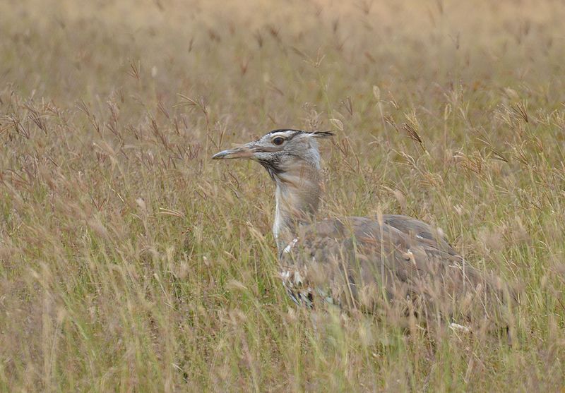 Bustard