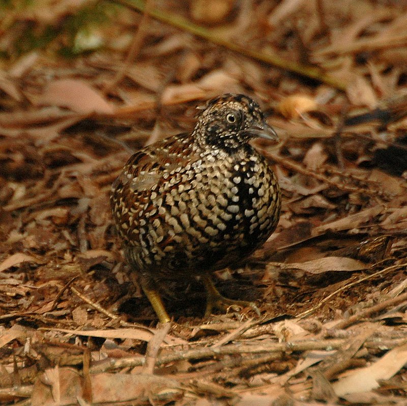 Buttonquail