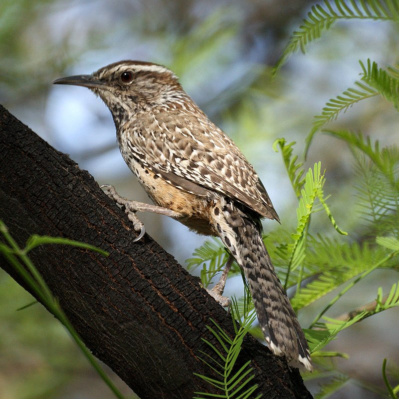 Cactus wren