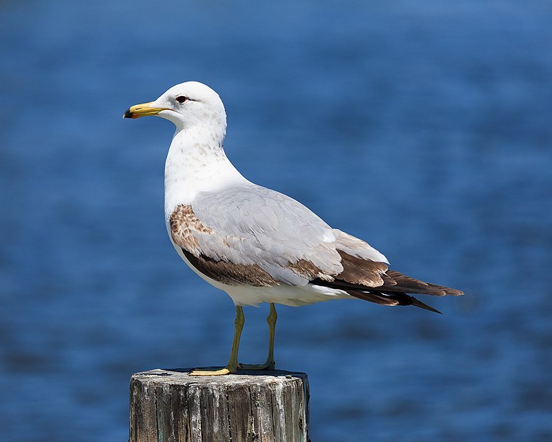 California gull