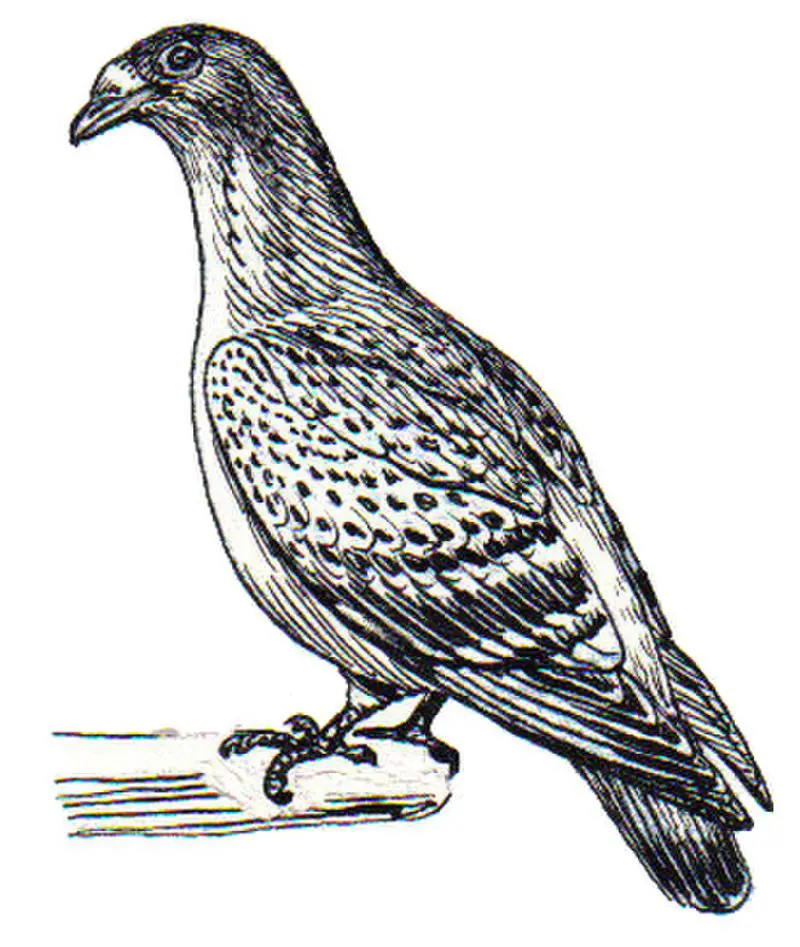 Cameroon olive pigeon