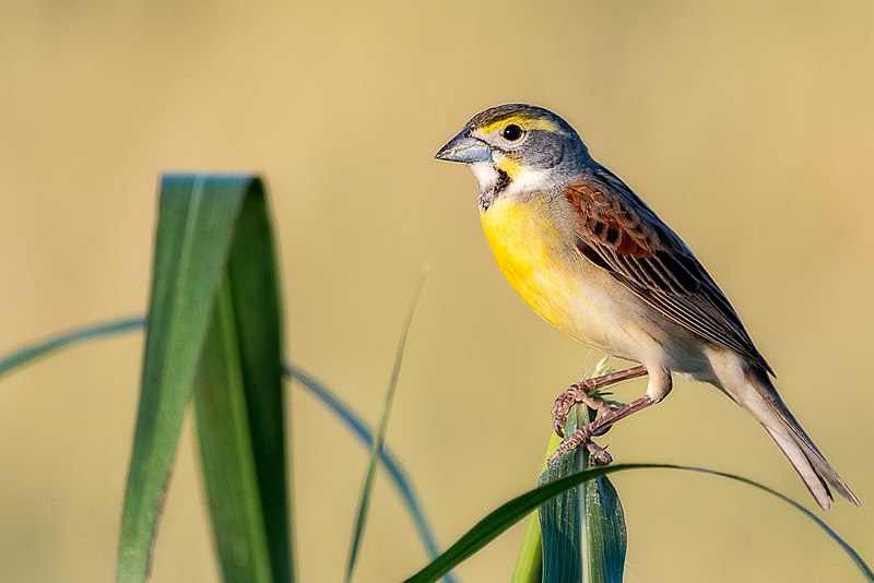 Cardinal