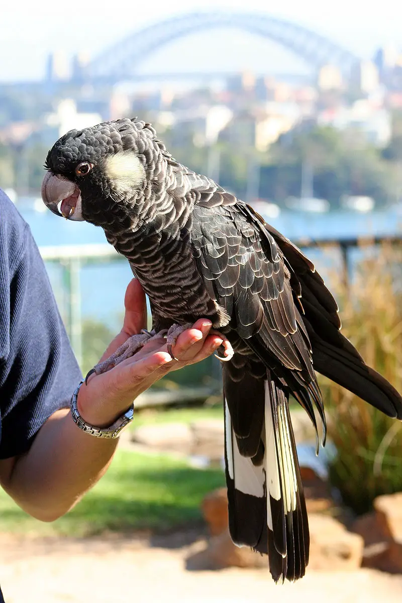 Carnaby s black cockatoo