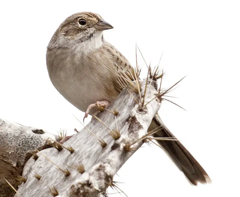 Cassin s sparrow