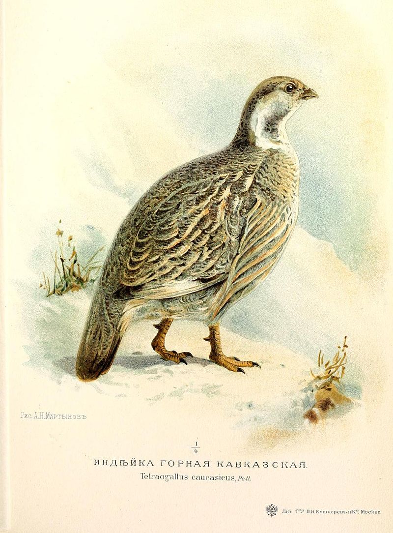 Caucasian snowcock