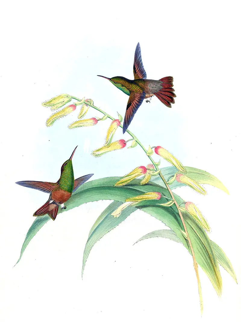 Chestnut-bellied hummingbird