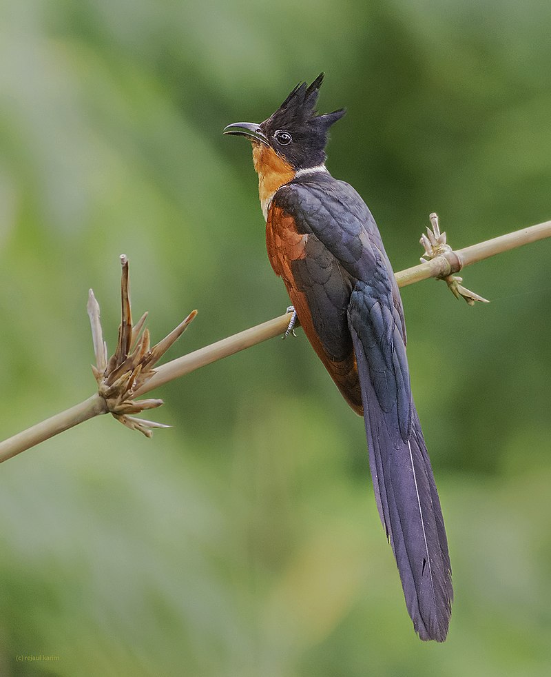 Chestnut-winged cuckoo