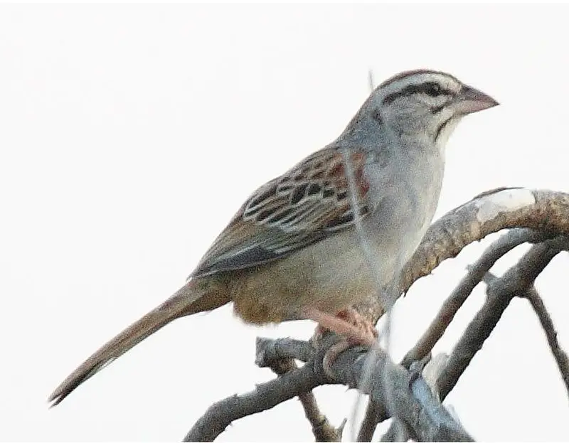 Cinnamon-tailed sparrow
