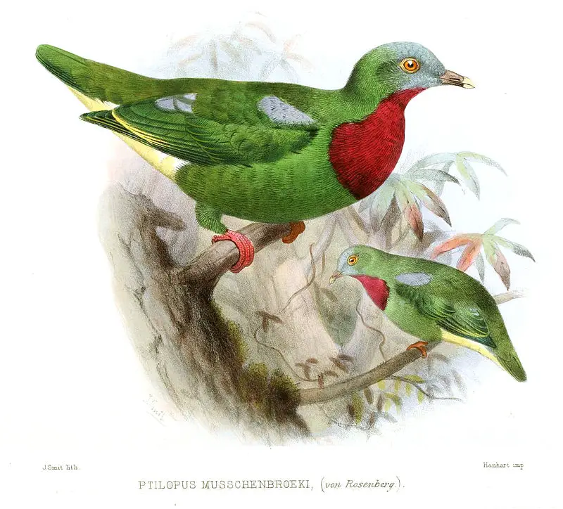 Claret-breasted fruit dove