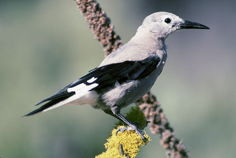 Clark s nutcracker