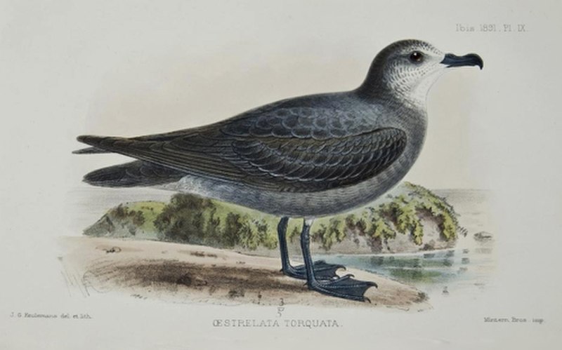 Collared petrel