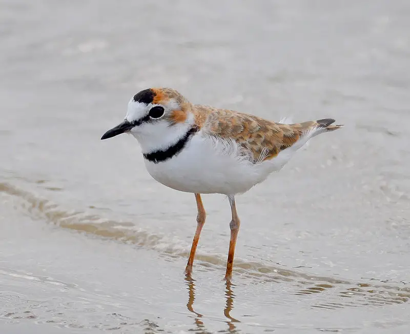 Collared plover
